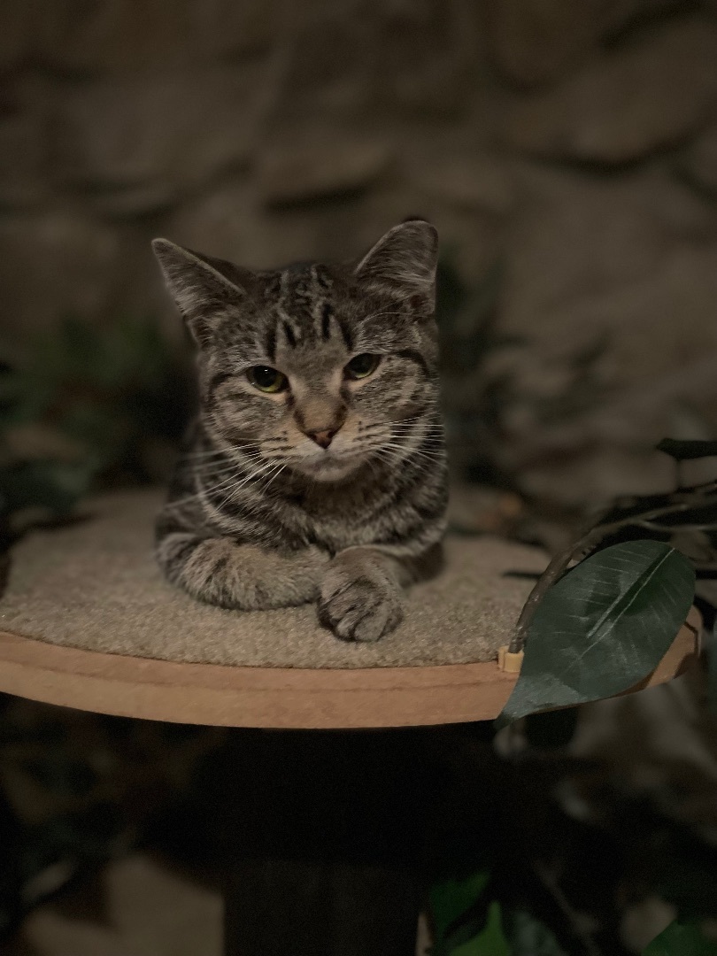 Enlarge Marble, a Adoptable mixed breed in Waveland, IN image 2/5