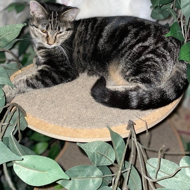 Enlarge Marble, a Adoptable mixed breed in Waveland, IN image 3/5