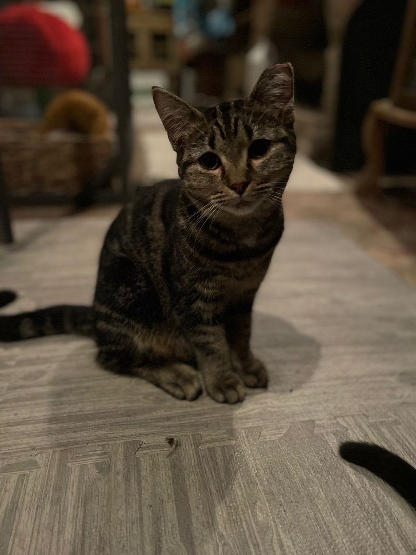 Enlarge Marble, a Adoptable mixed breed in Waveland, IN image 4/5