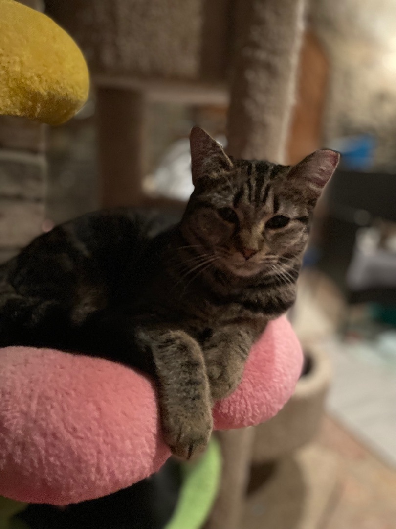 Enlarge Marble, a Adoptable mixed breed in Waveland, IN image 5/5