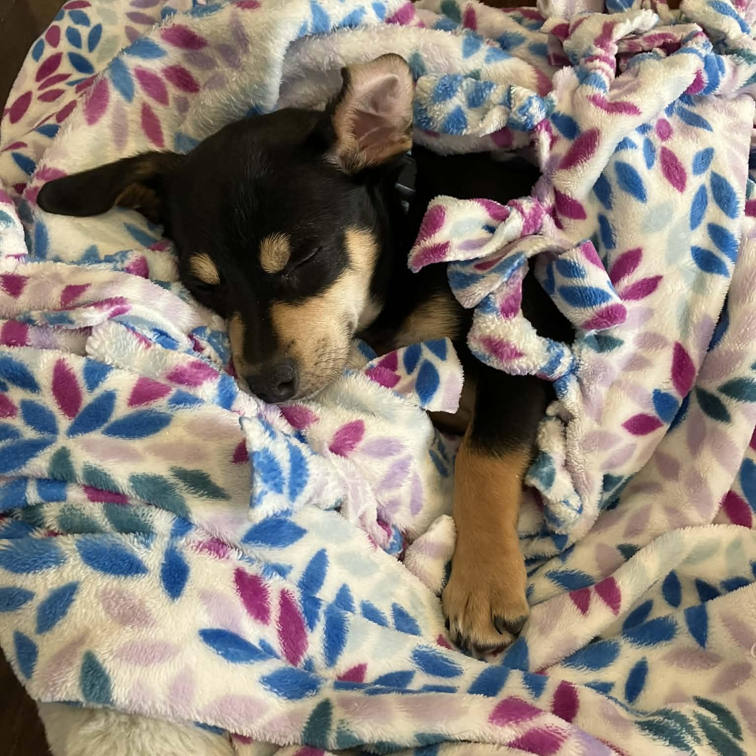 Ted Lasso, a ADOPTABLE mixed breed in Mead, CO image 3/5