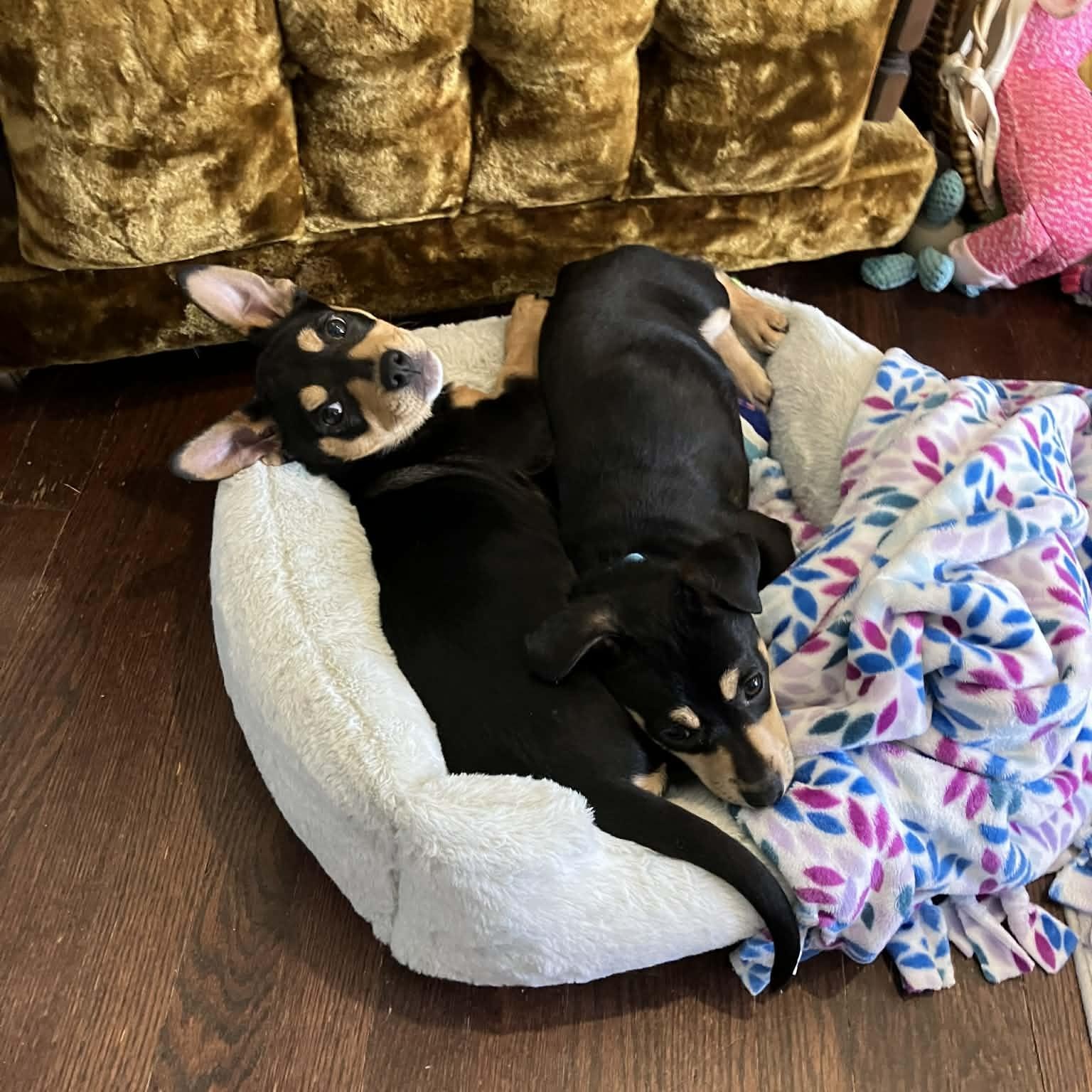 Ted Lasso, a ADOPTABLE mixed breed in Mead, CO image 4/5