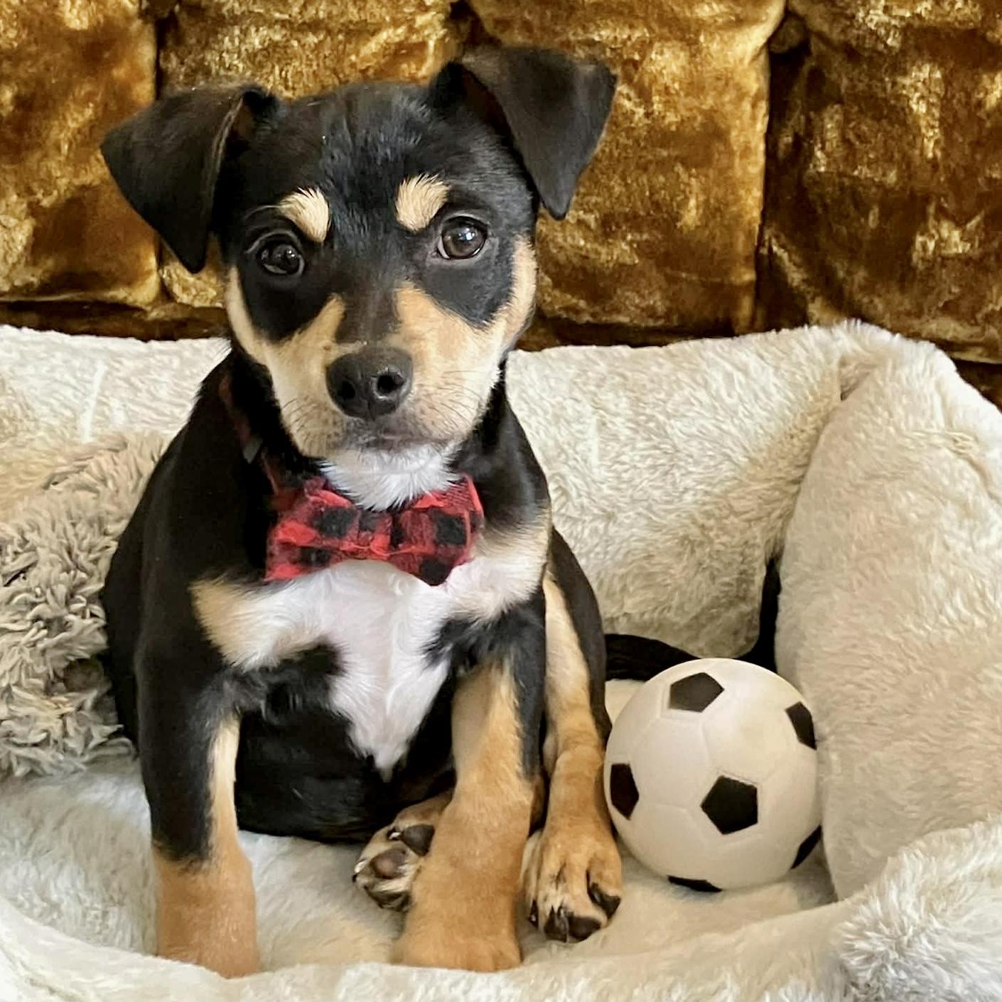 Ted Lasso, ADOPTABLE, Puppy Male Dachshund.