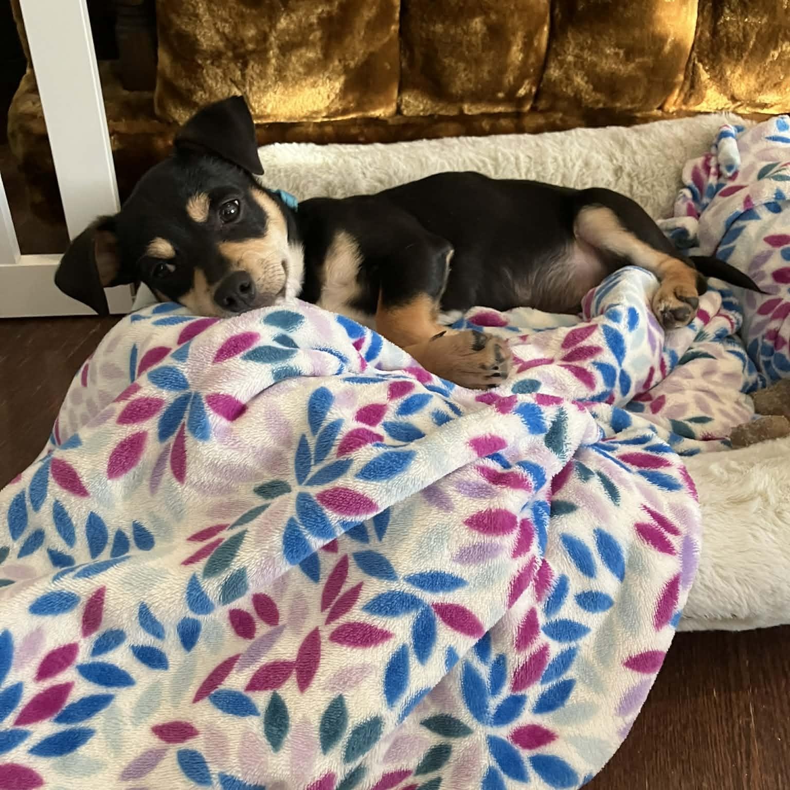 Ted Lasso, a ADOPTABLE mixed breed in Mead, CO image 5/5