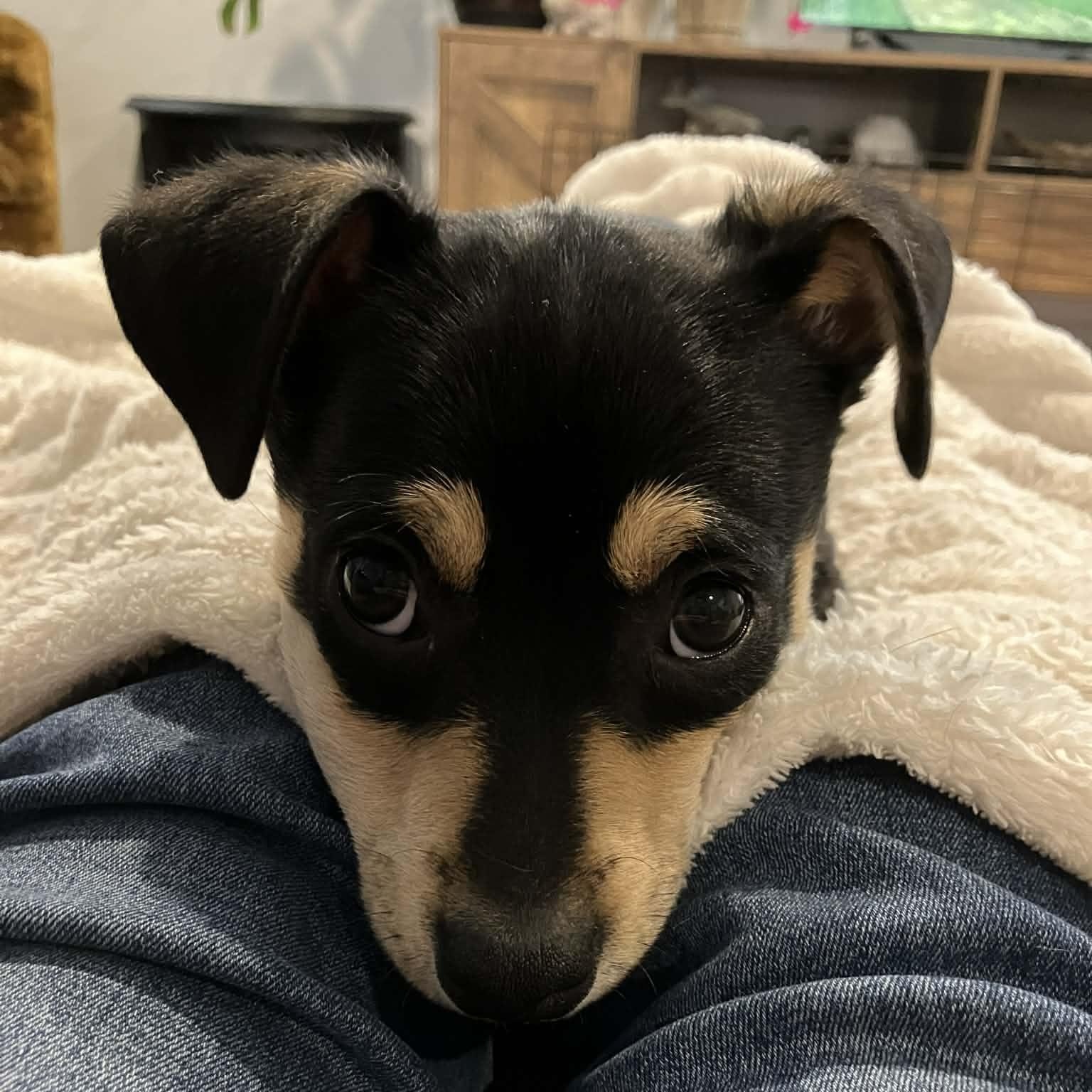 Ted Lasso, a ADOPTABLE mixed breed in Mead, CO image 2/5