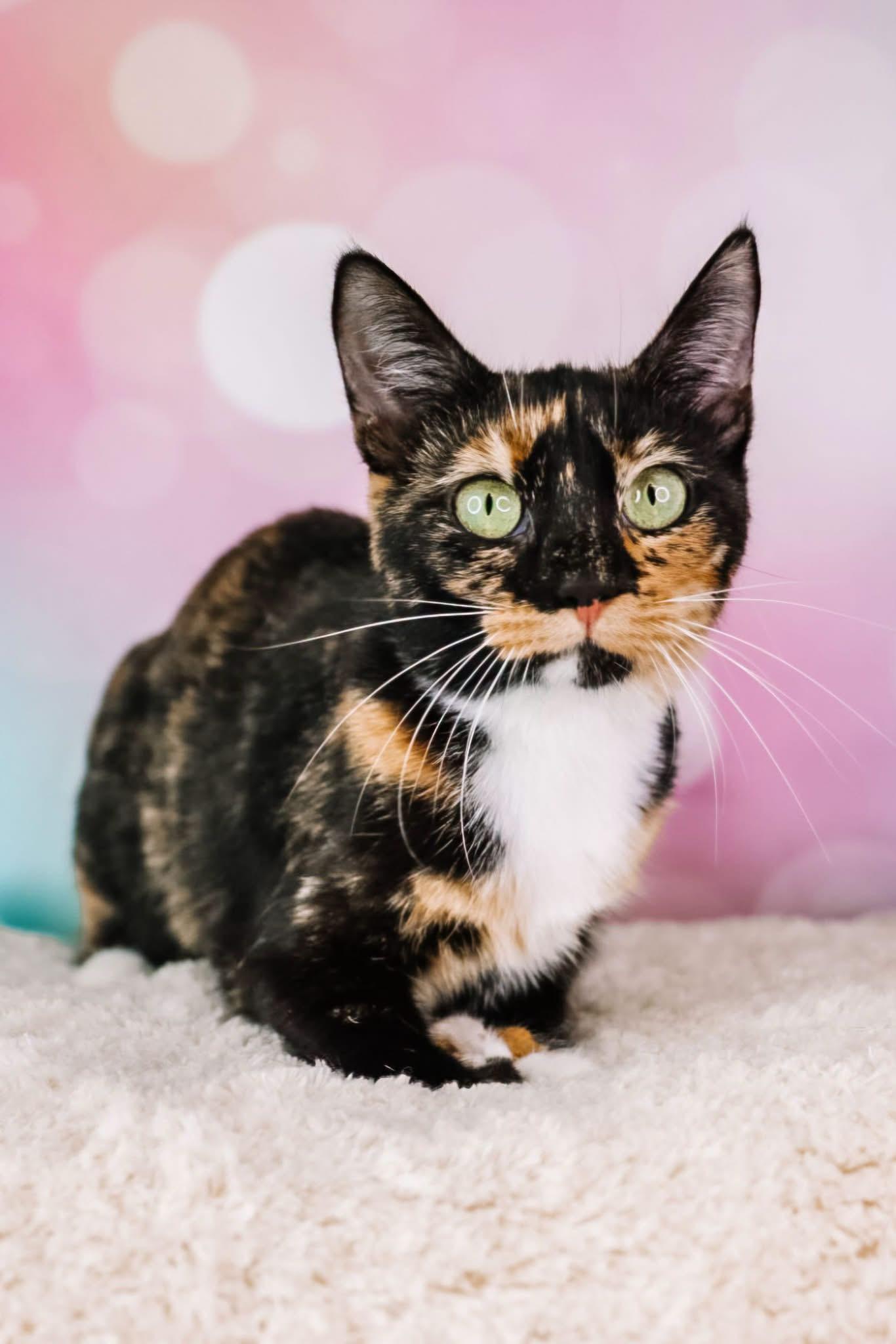 Enlarge Lavender, a Adoptable Domestic Short Hair in Ashland, KY image 1/1