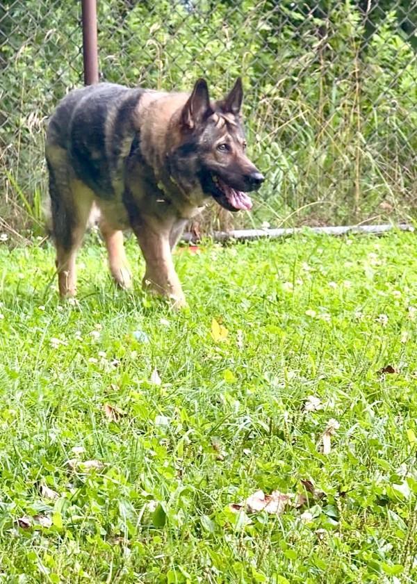 Kiki, Adoptable, Senior Female German Shepherd Dog.