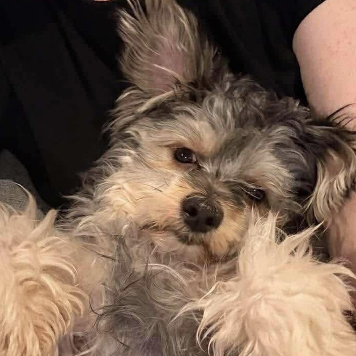 Enlarge Rudy, a ADOPTABLE mixed breed in Hughesville, MD image 4/5