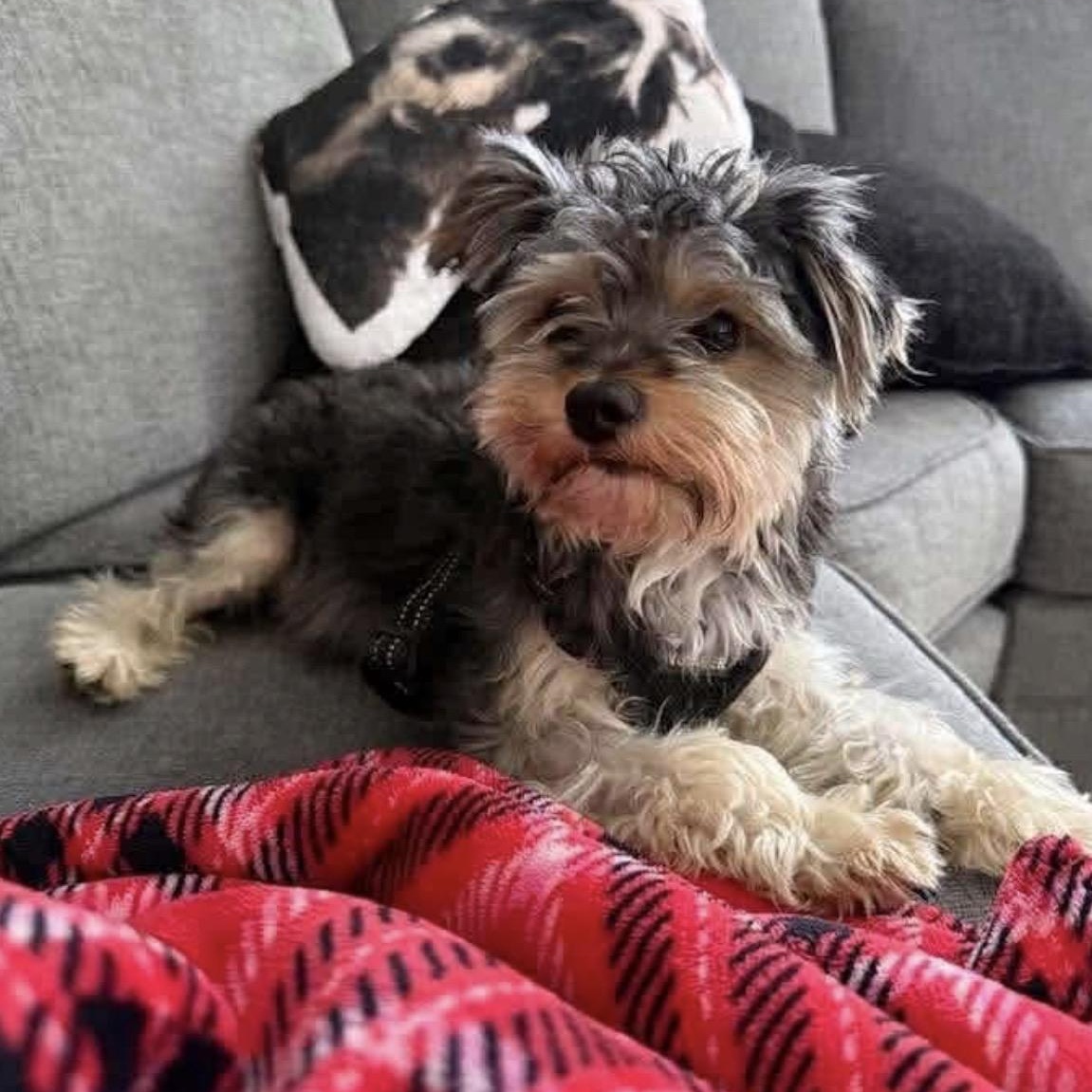 Enlarge Rudy, a ADOPTABLE mixed breed in Hughesville, MD image 1/5