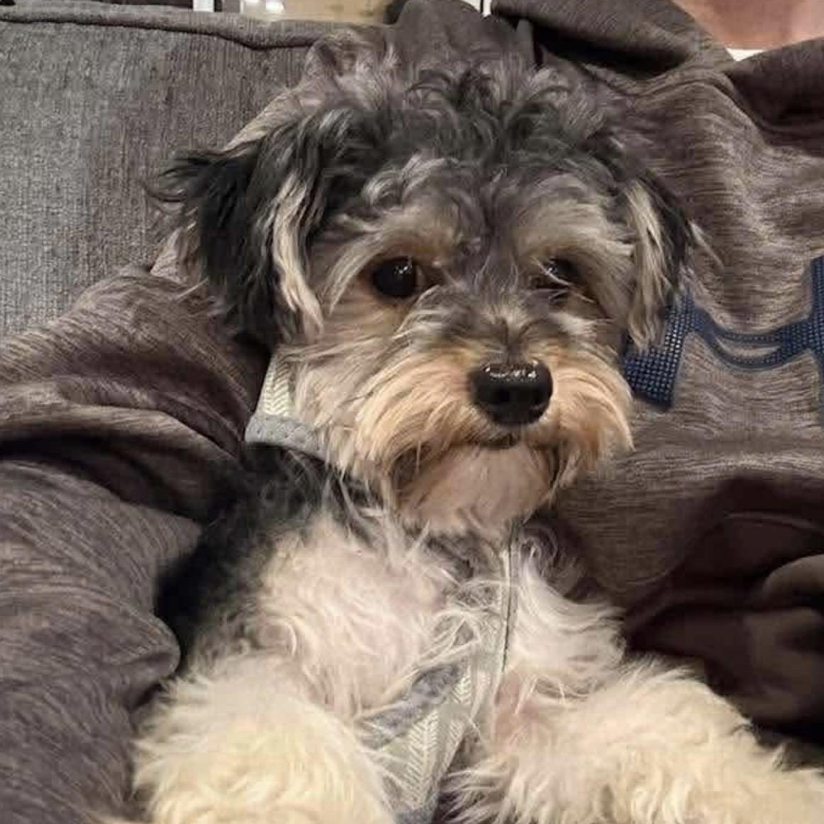 Enlarge Rudy, a ADOPTABLE mixed breed in Hughesville, MD image 2/5