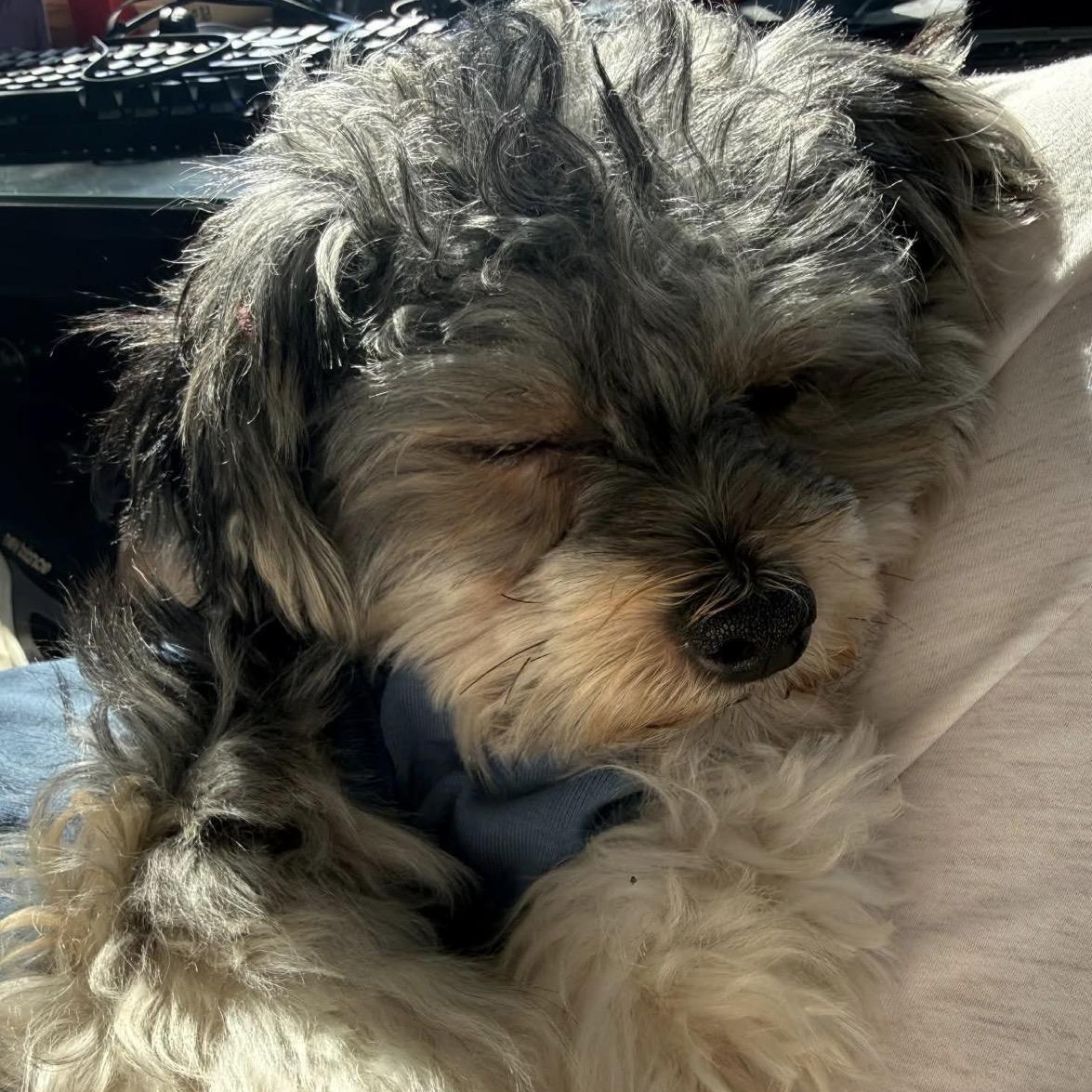 Enlarge Rudy, a ADOPTABLE mixed breed in Hughesville, MD image 3/5