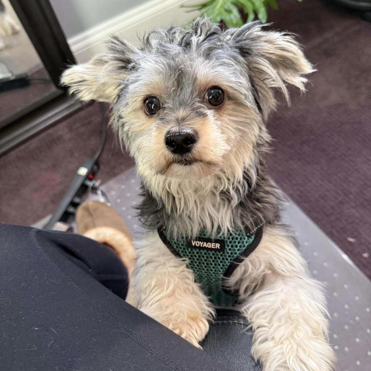 Enlarge Rudy, a ADOPTABLE mixed breed in Hughesville, MD image 5/5