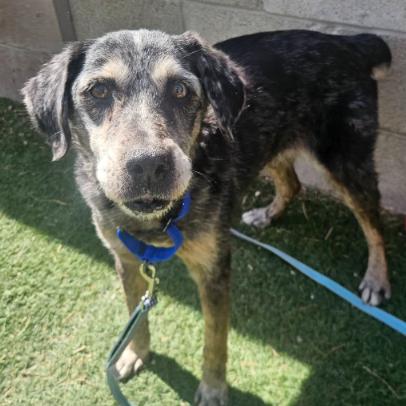 Princess, Adoptable, Senior Female Australian Cattle Dog / Blue Heeler.