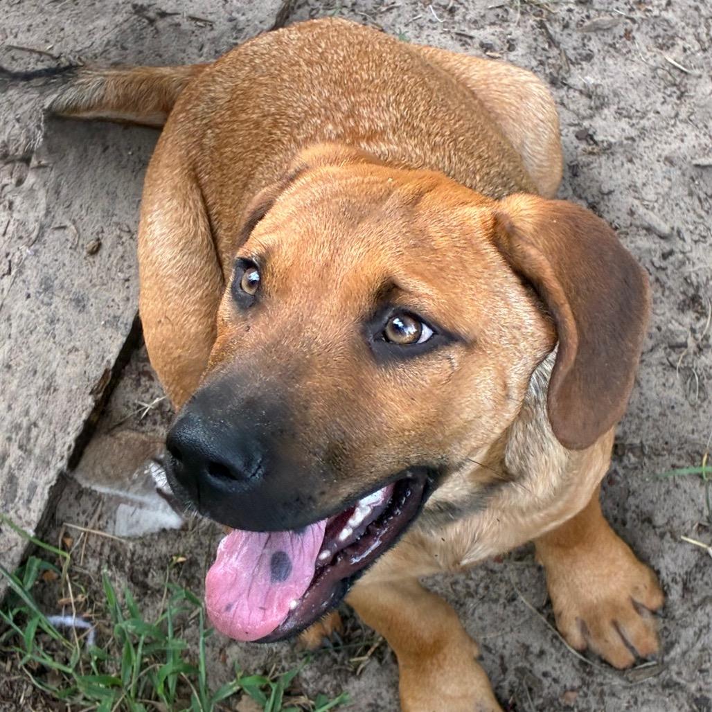 Enlarge Aaron, a Adoptable mixed breed in Morriston, FL image 1/6