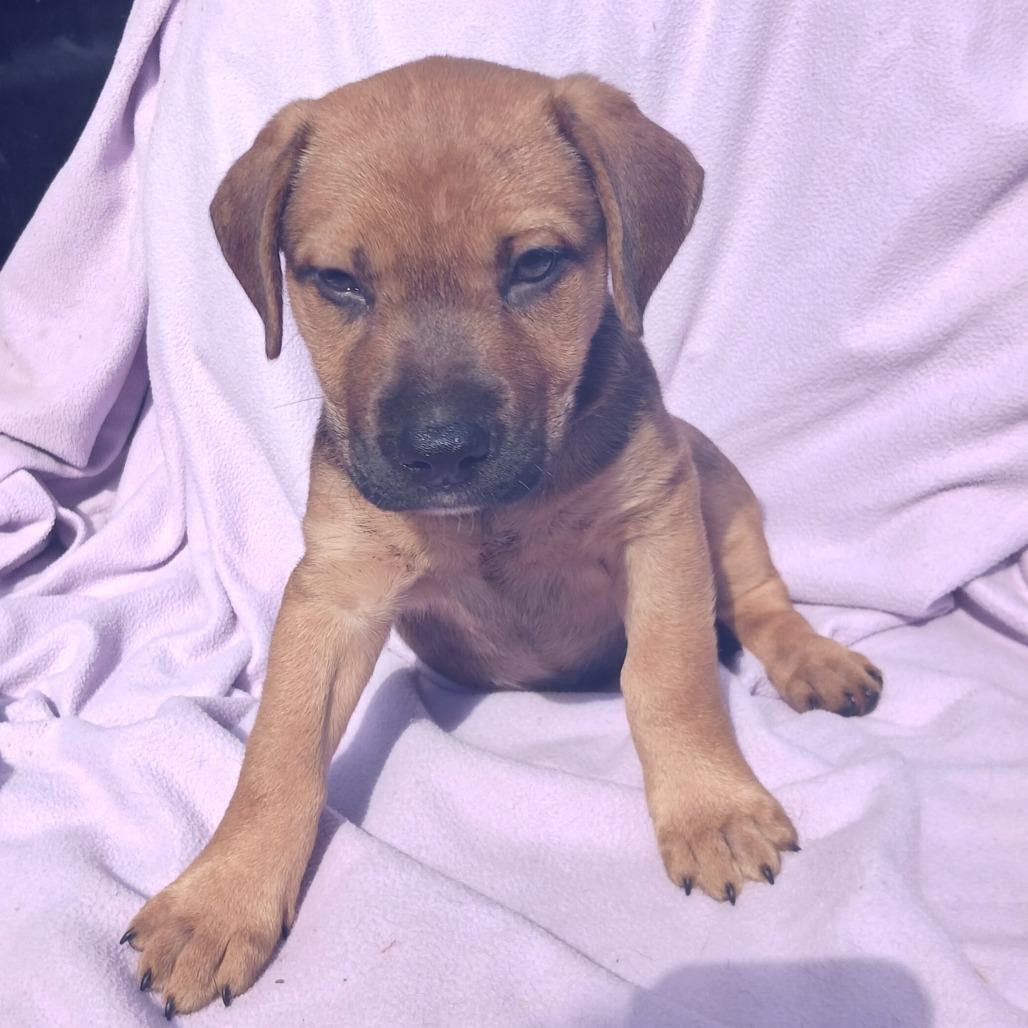 Enlarge Aaron, a Adoptable mixed breed in Morriston, FL image 2/6