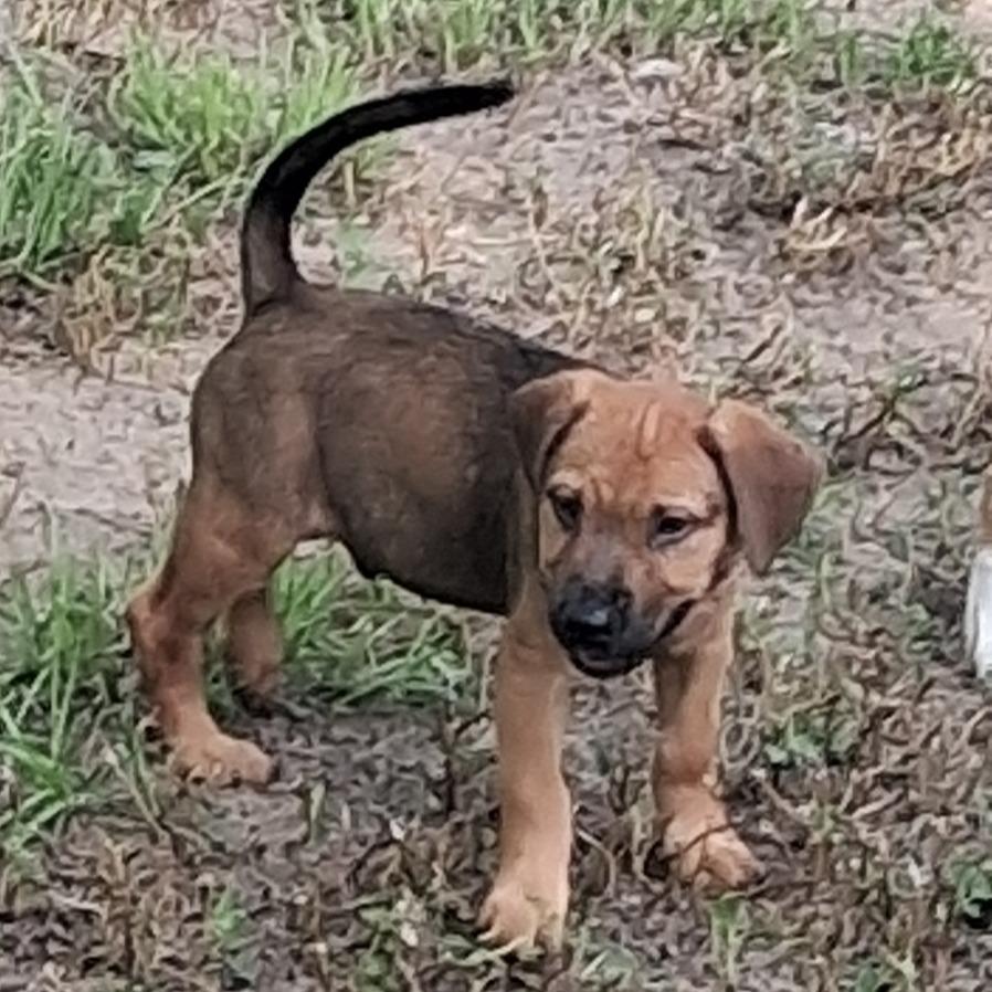 Enlarge Aaron, a Adoptable mixed breed in Morriston, FL image 3/6