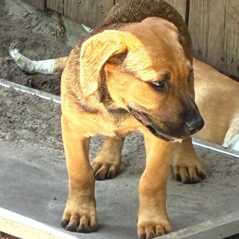 Enlarge Aaron, a Adoptable mixed breed in Morriston, FL image 5/6