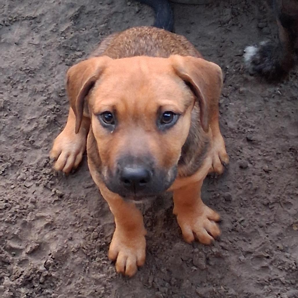 Enlarge Aaron, a Adoptable mixed breed in Morriston, FL image 6/6