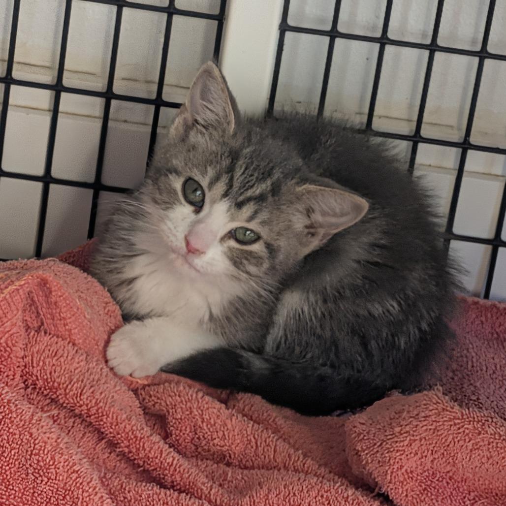 Rabbit, Adoptable, Young Female Domestic Short Hair.