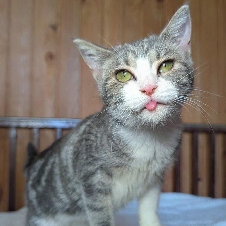 Enlarge Rabbit, a Adoptable Domestic Short Hair in Tylertown, MS image 2/4
