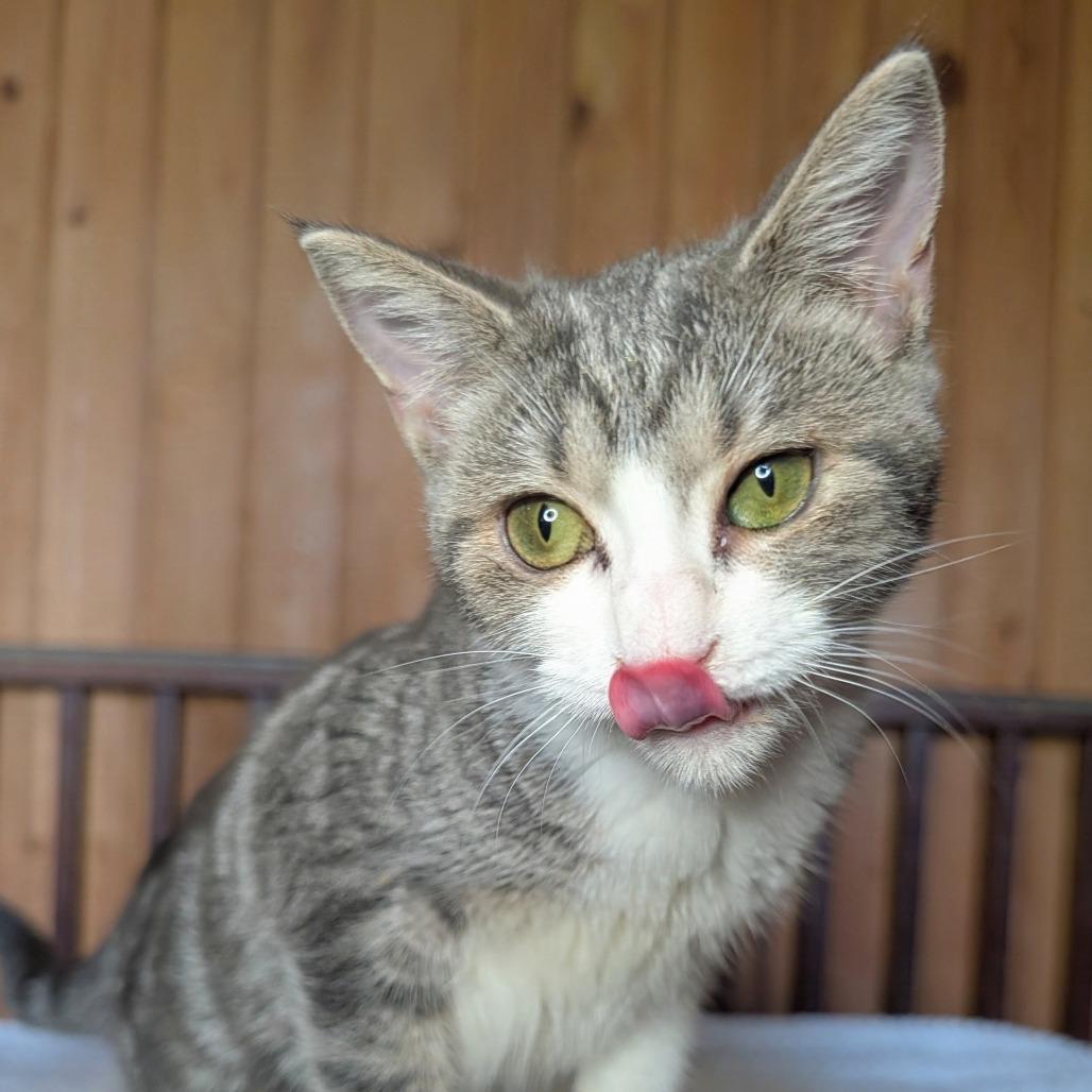 Enlarge Rabbit, a Adoptable Domestic Short Hair in Tylertown, MS image 3/4