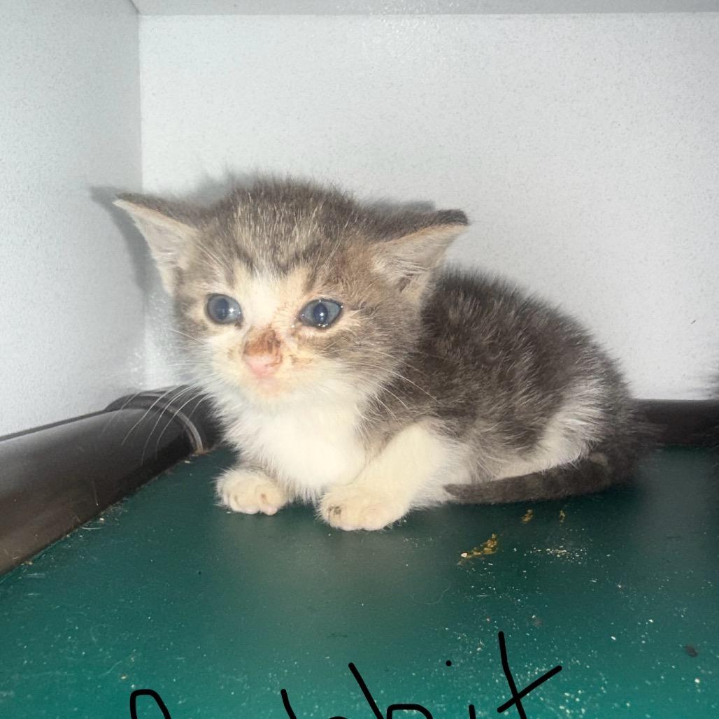 Enlarge Rabbit, a Adoptable Domestic Short Hair in Tylertown, MS image 4/4