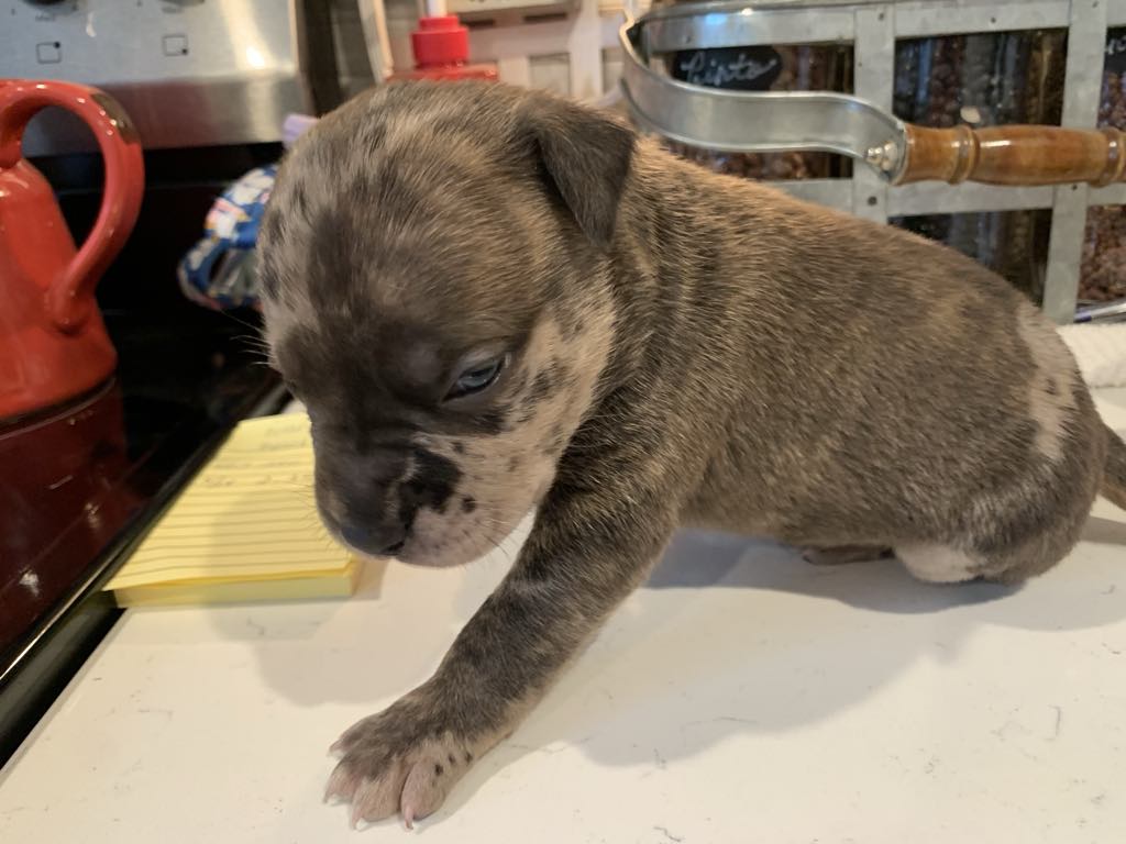 Brimsley, a Adopted mixed breed in Mechanicsville, MD image 1/2