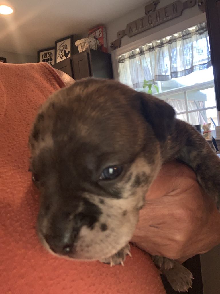 Brimsley, a Adopted mixed breed in Mechanicsville, MD image 2/2