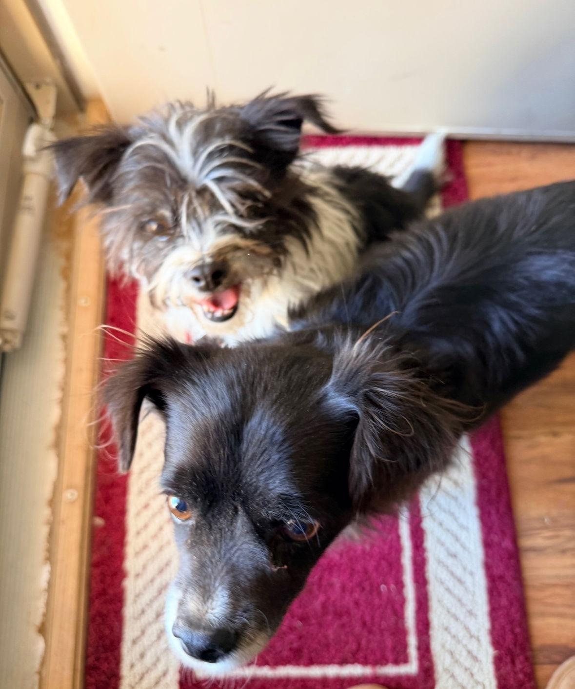 SPONSOR OR FOSTER ME - Fletch, Adoptable, Adult Male Chihuahua.