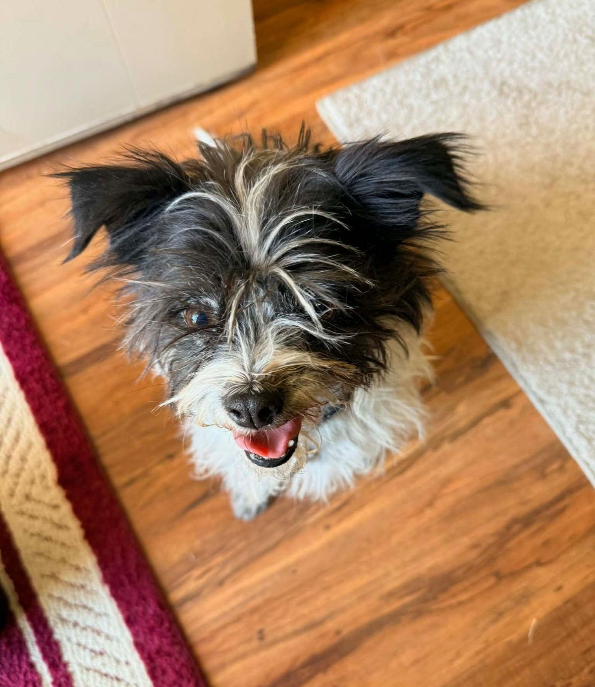 Enlarge SPONSOR OR FOSTER ME - Fletch, a Adoptable Chihuahua in Grafton, WI image 3/3