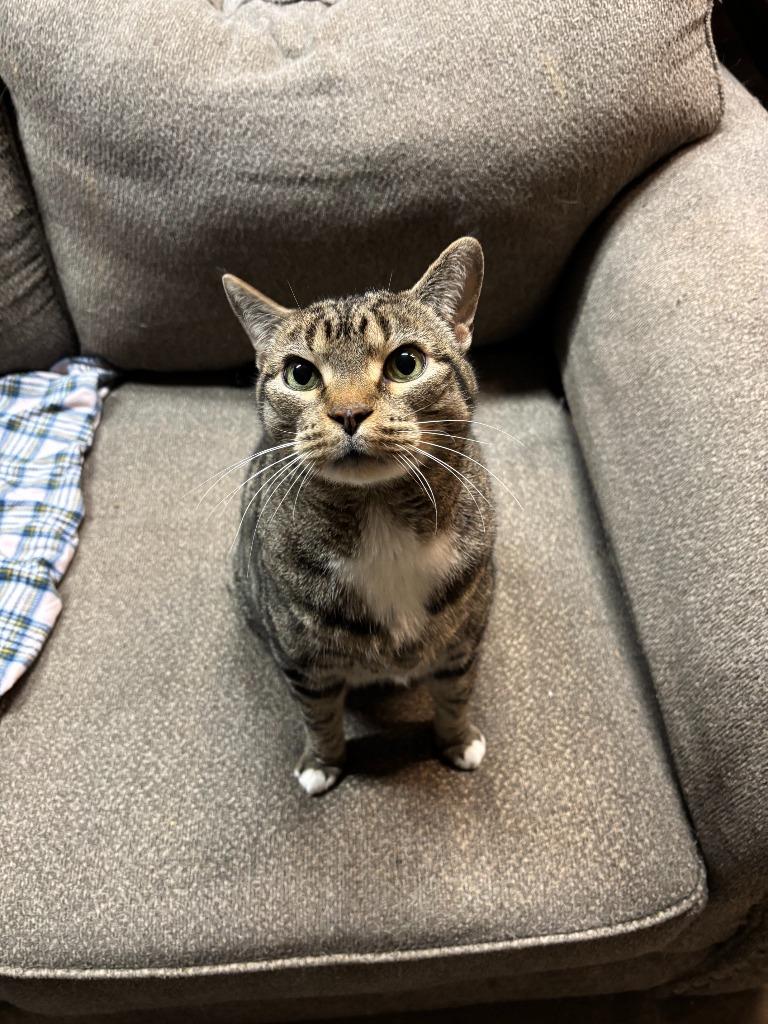 Enlarge Gibbs, a Adoptable Domestic Short Hair in Cloquet, MN image 1/3