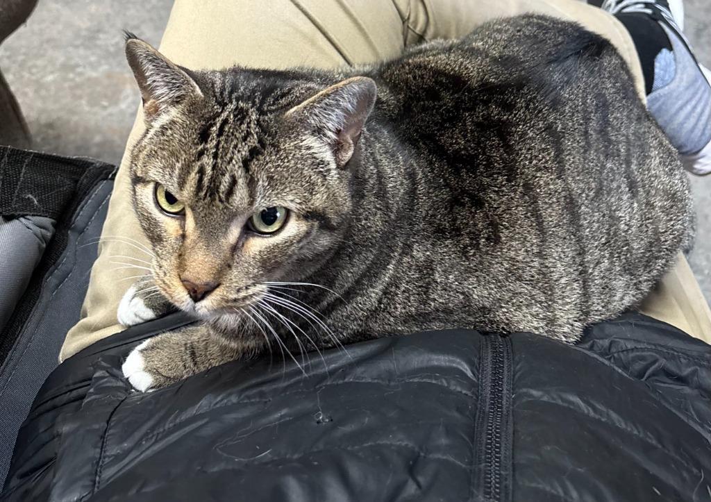 Enlarge Gibbs, a Adoptable Domestic Short Hair in Cloquet, MN image 1/4