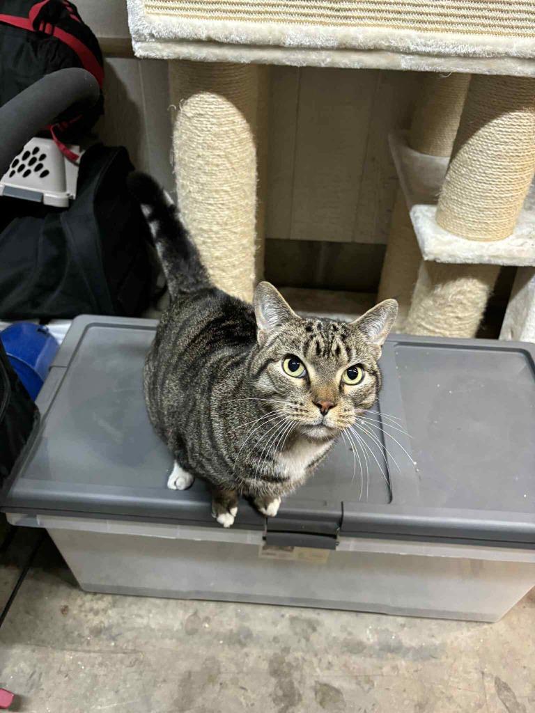 Enlarge Gibbs, a Adoptable Domestic Short Hair in Cloquet, MN image 2/5