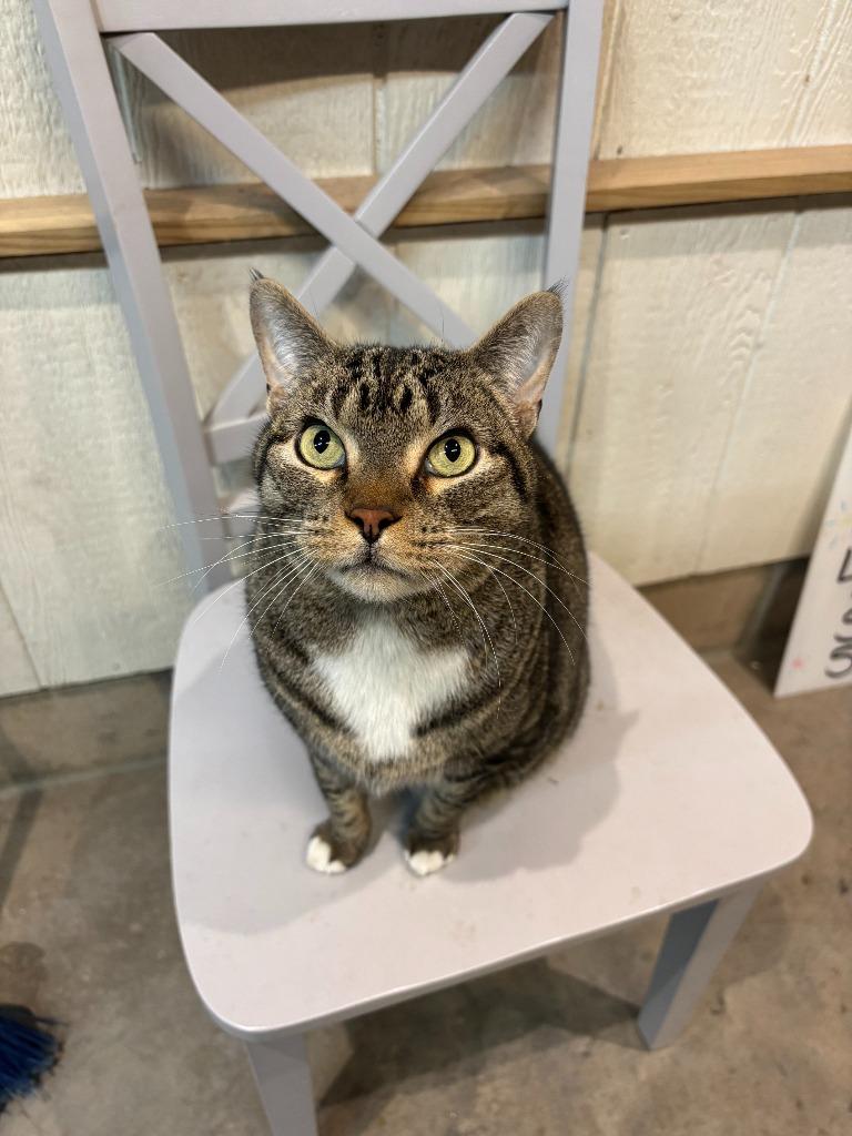 Enlarge Gibbs, a Adoptable Domestic Short Hair in Cloquet, MN image 5/5