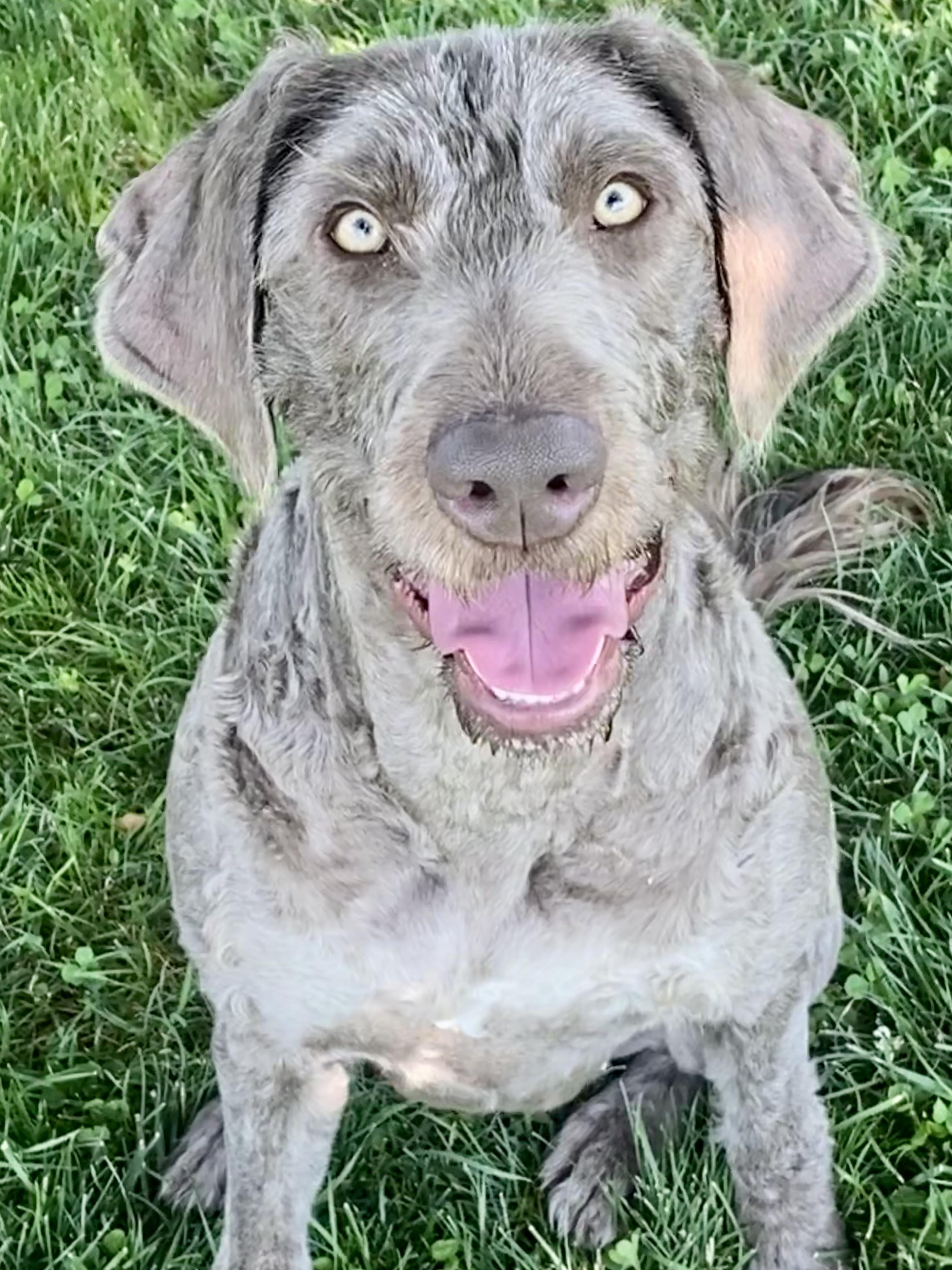 Darcie, Adopted, Young Female Labradoodle.
