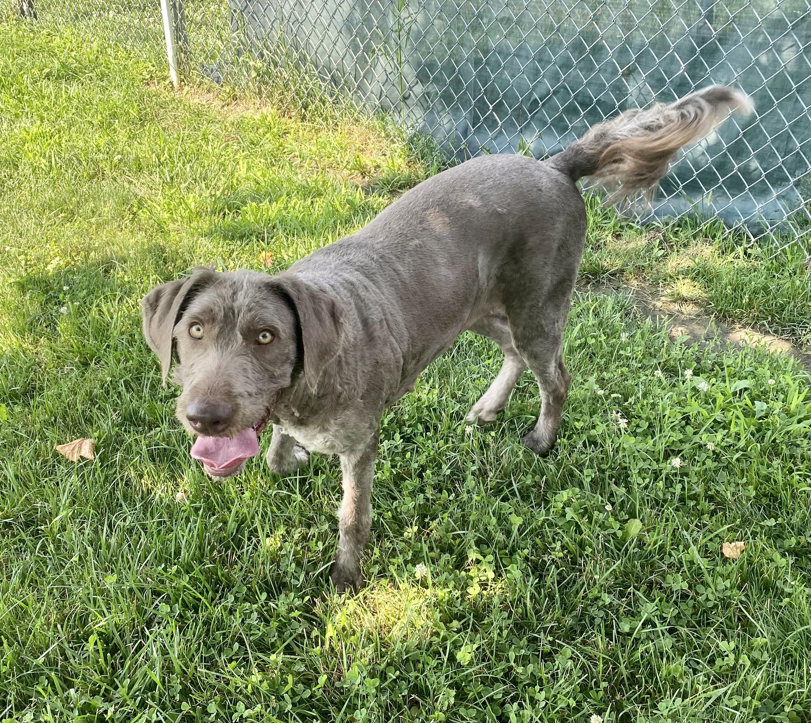 Darcie, an adoptable Labradoodle in Union City, IN, 47390 | Photo Image 3