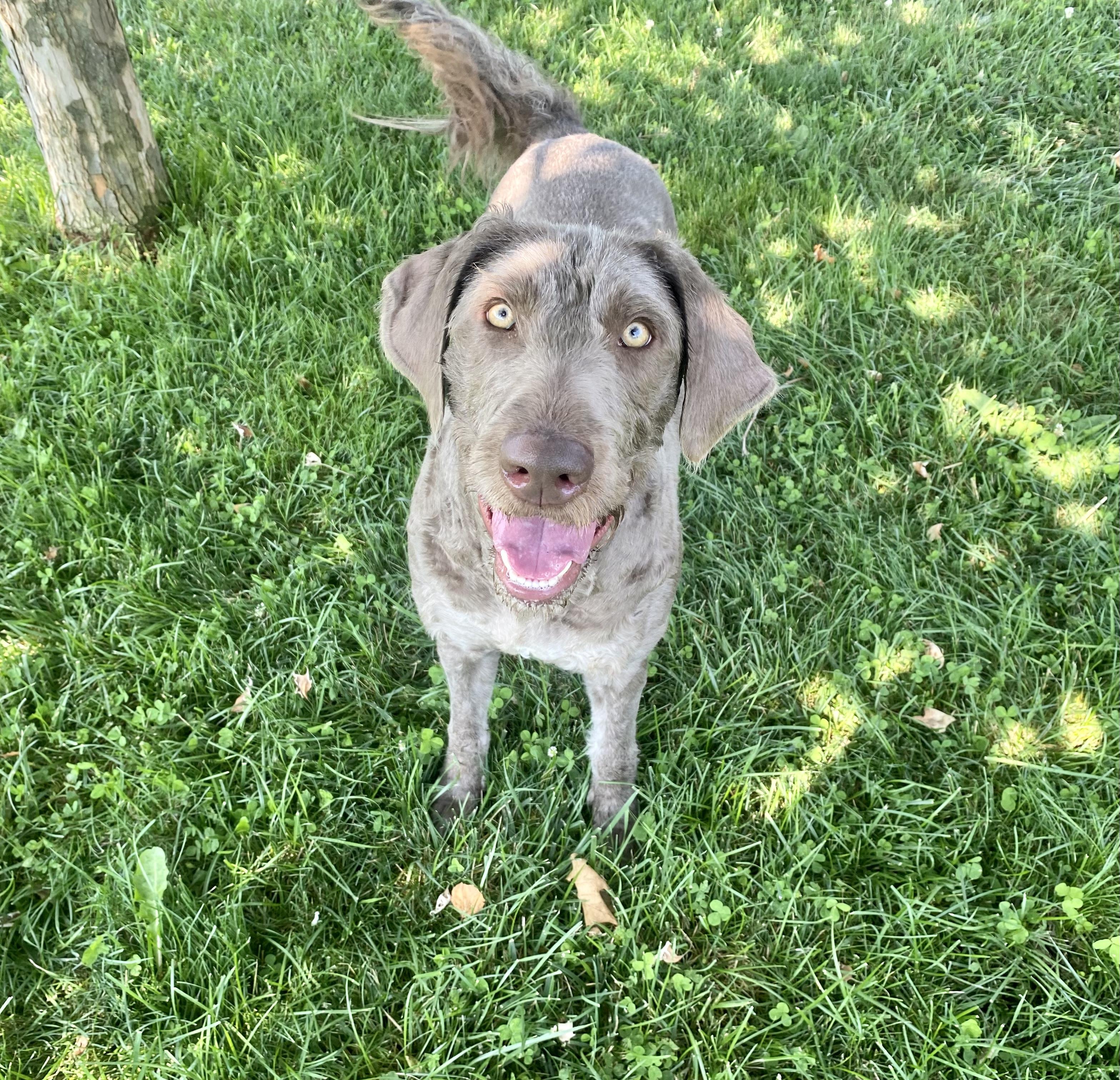 Darcie, a Adopted mixed breed in Union City, IN image 2/3