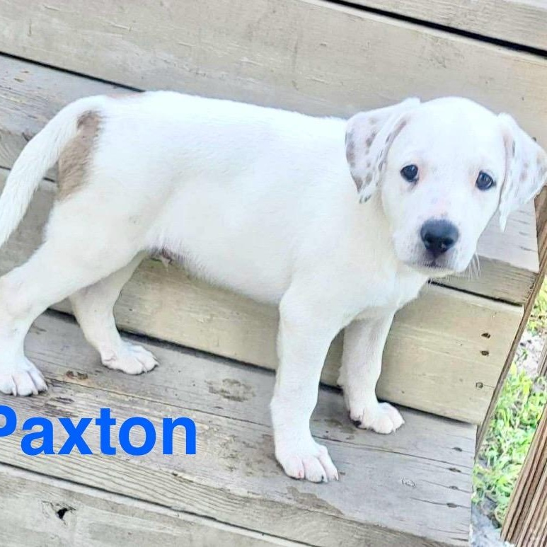 Paxton photo 4