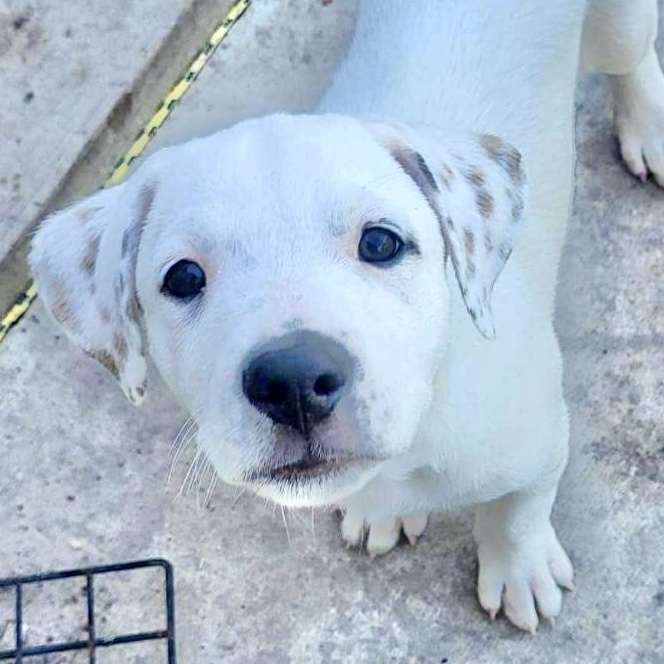 Paxton, Baby Male Australian Cattle Dog / Blue Heeler