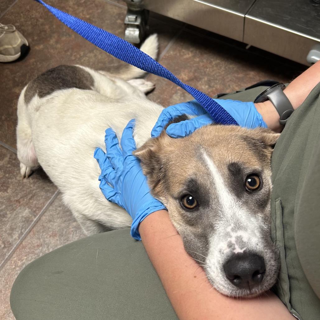 Enlarge Little Girl, a Adoptable Pit Bull Terrier in Ojai, CA image 2/3