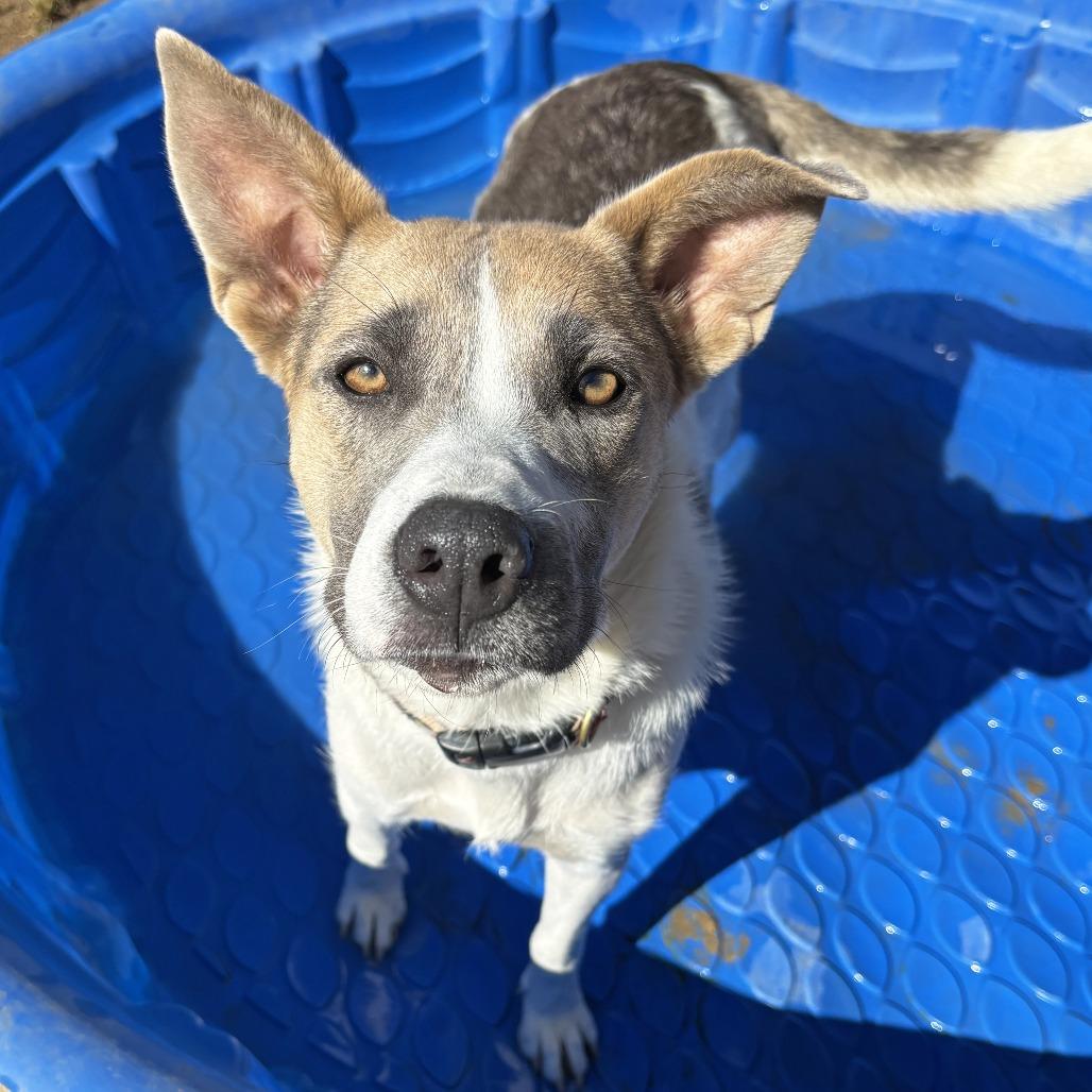 Enlarge Little Girl, a Adoptable mixed breed in Ojai, CA image 2/4