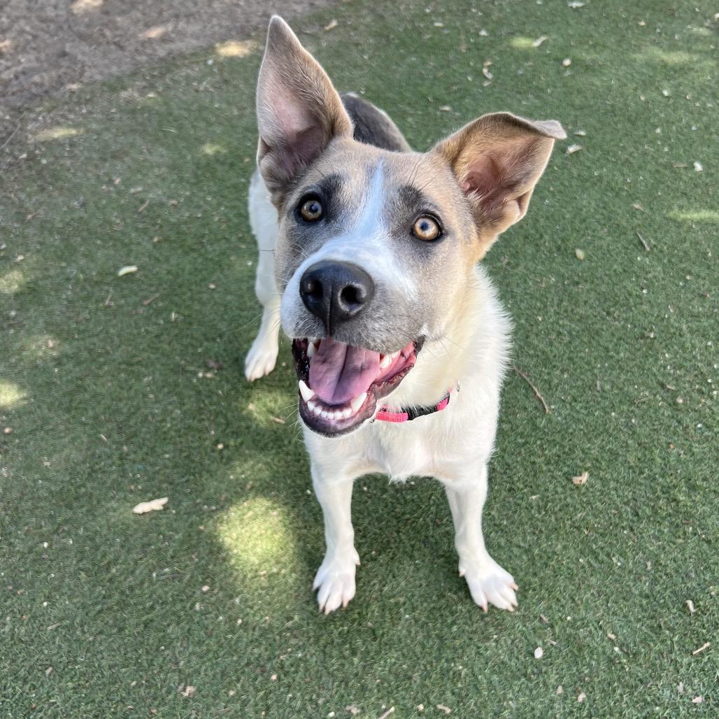Enlarge Little Girl, a Adoptable mixed breed in Ojai, CA image 3/4