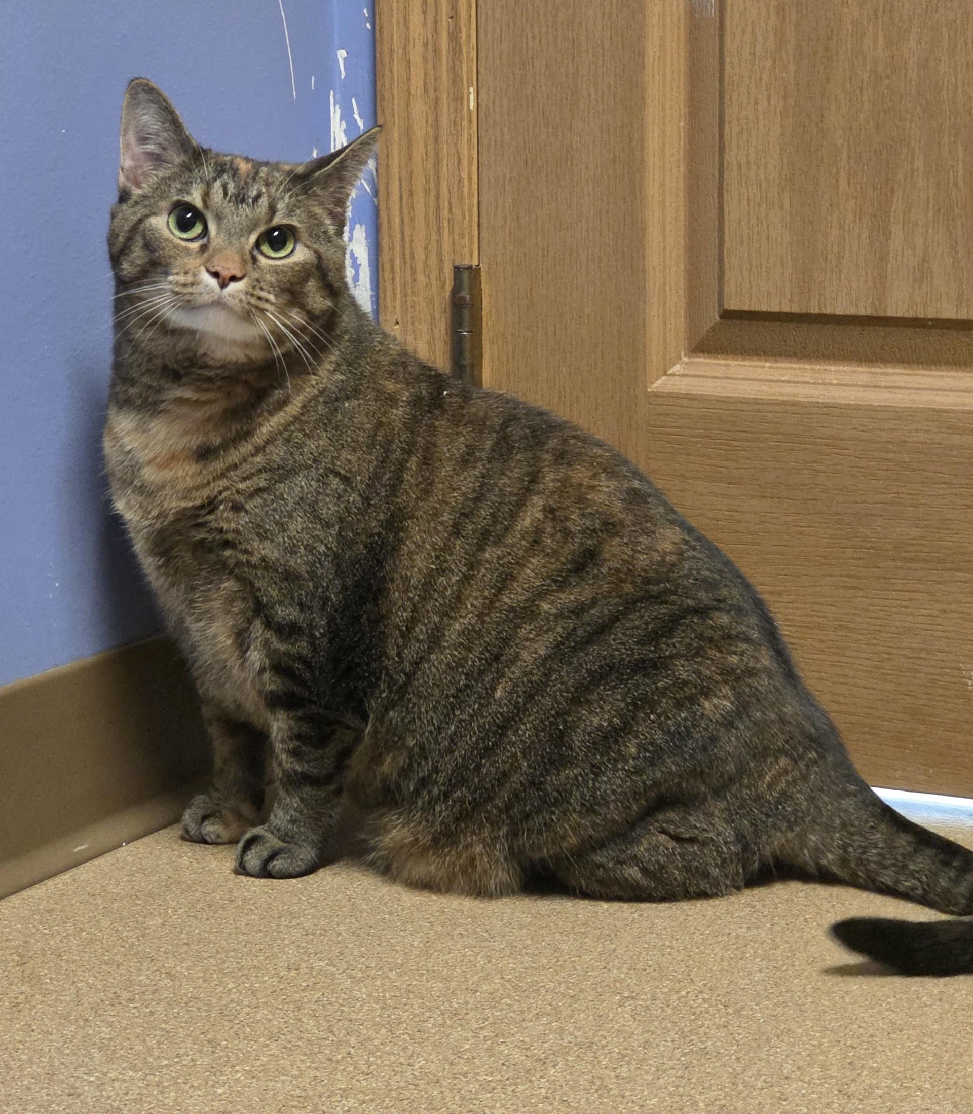 Charlee, Adult Female Domestic Short Hair