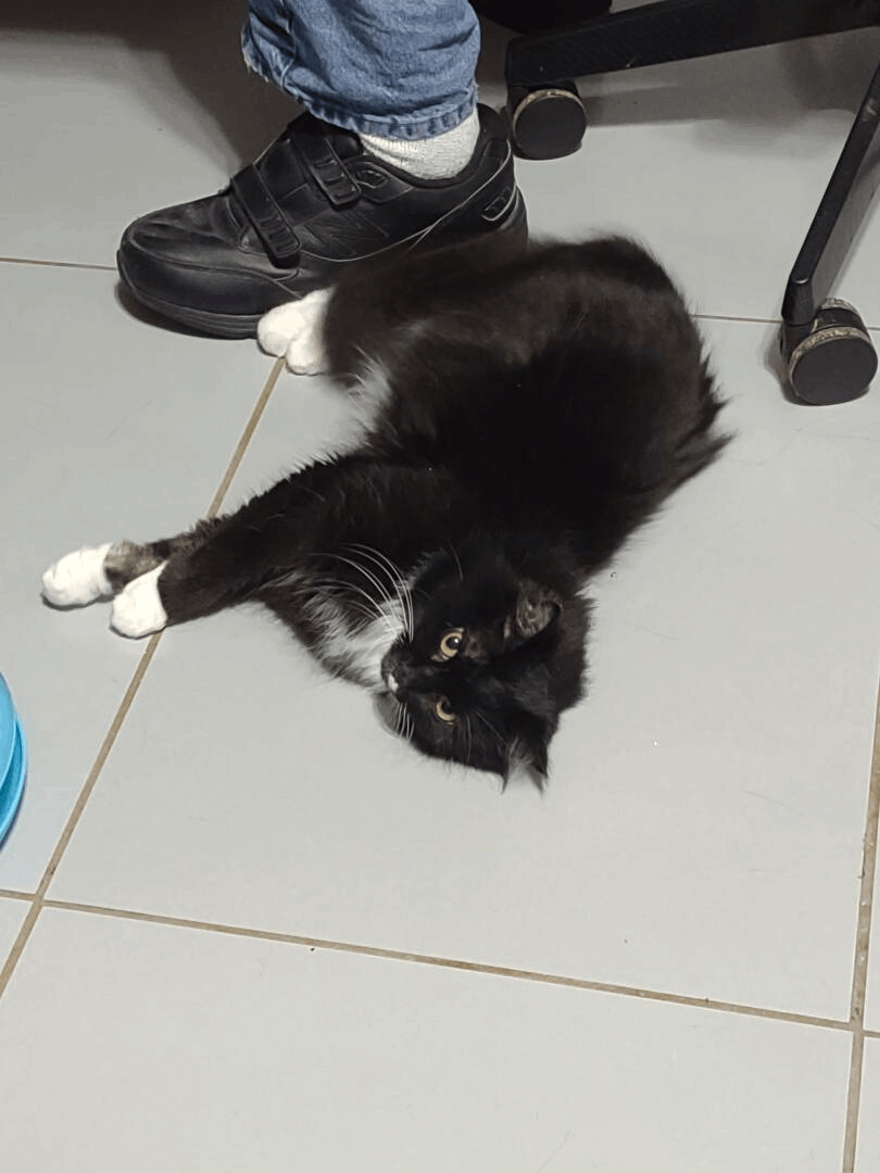 Willow, Adopted, Adult Female Maine Coon.