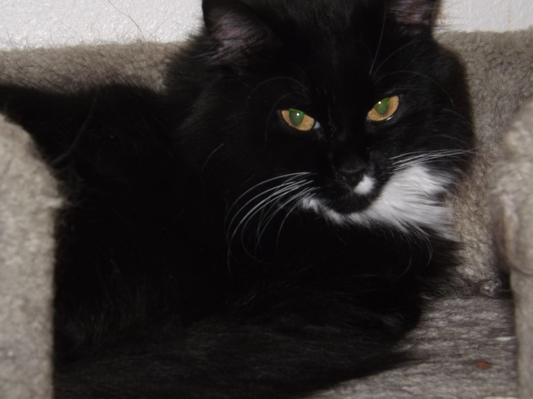 Willow, a Adopted mixed breed in Simms, TX image 2/3