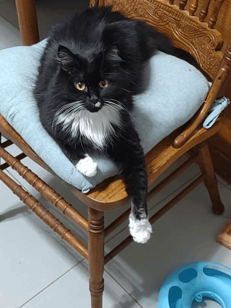 Willow, Adopted, Adult Female Maine Coon.