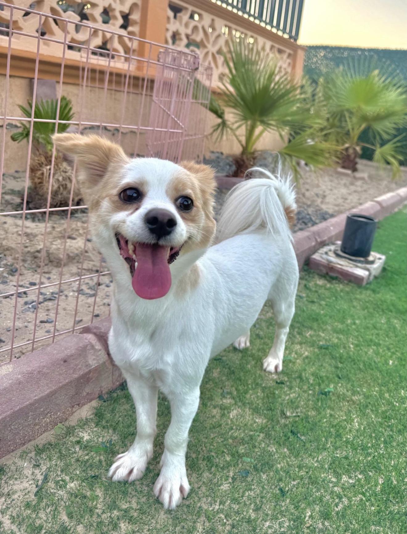 Summer, Adoptable, Young Female Papillon & Spitz.