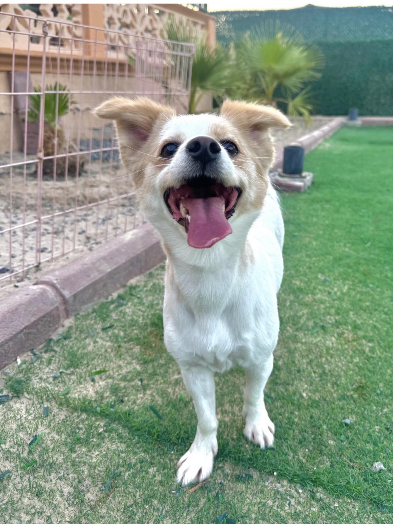 Enlarge Summer, a Adoptable mixed breed in Huntingtown, MD image 3/3