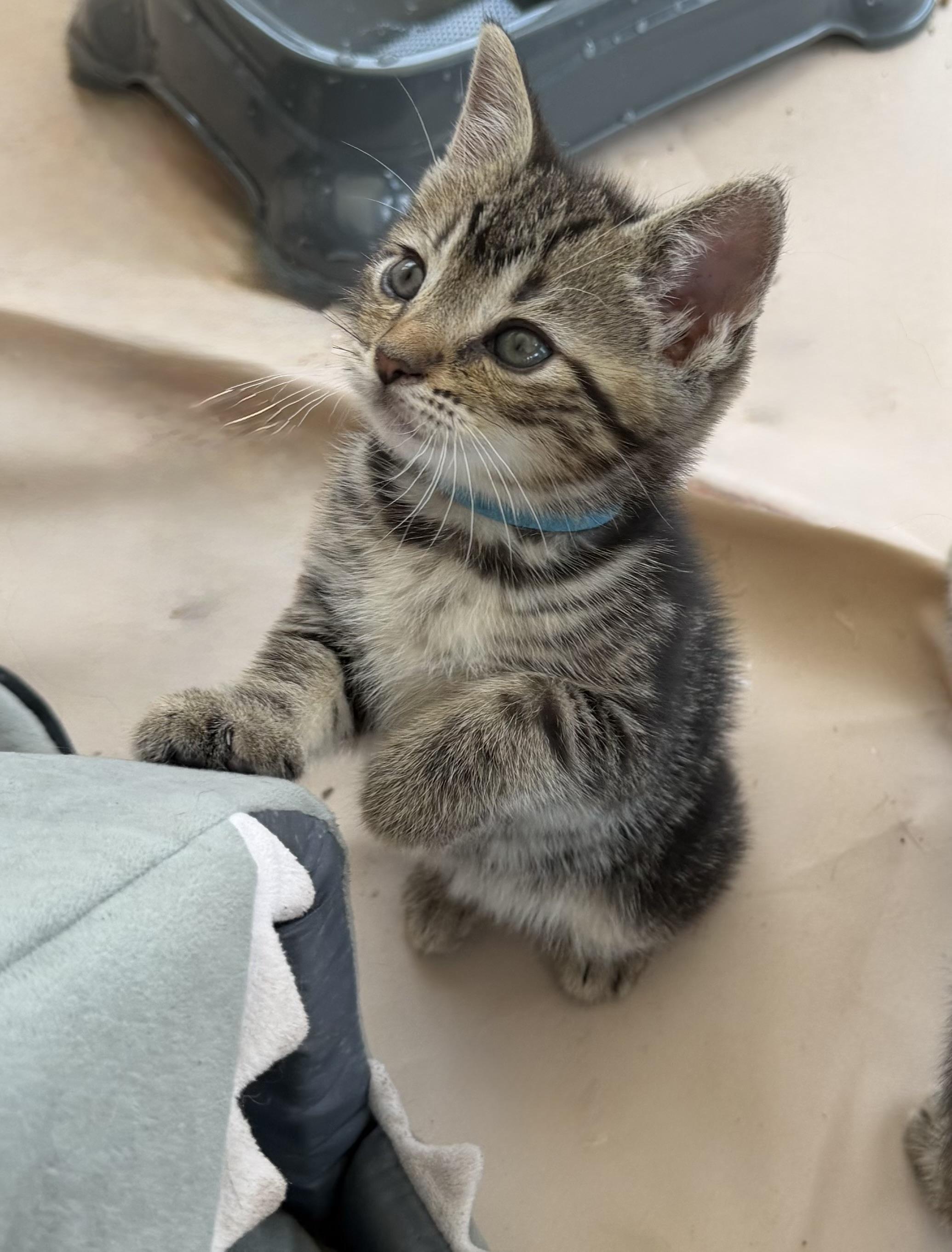 Oakley, a Adoptable Tabby in Independence, OH image 2/2