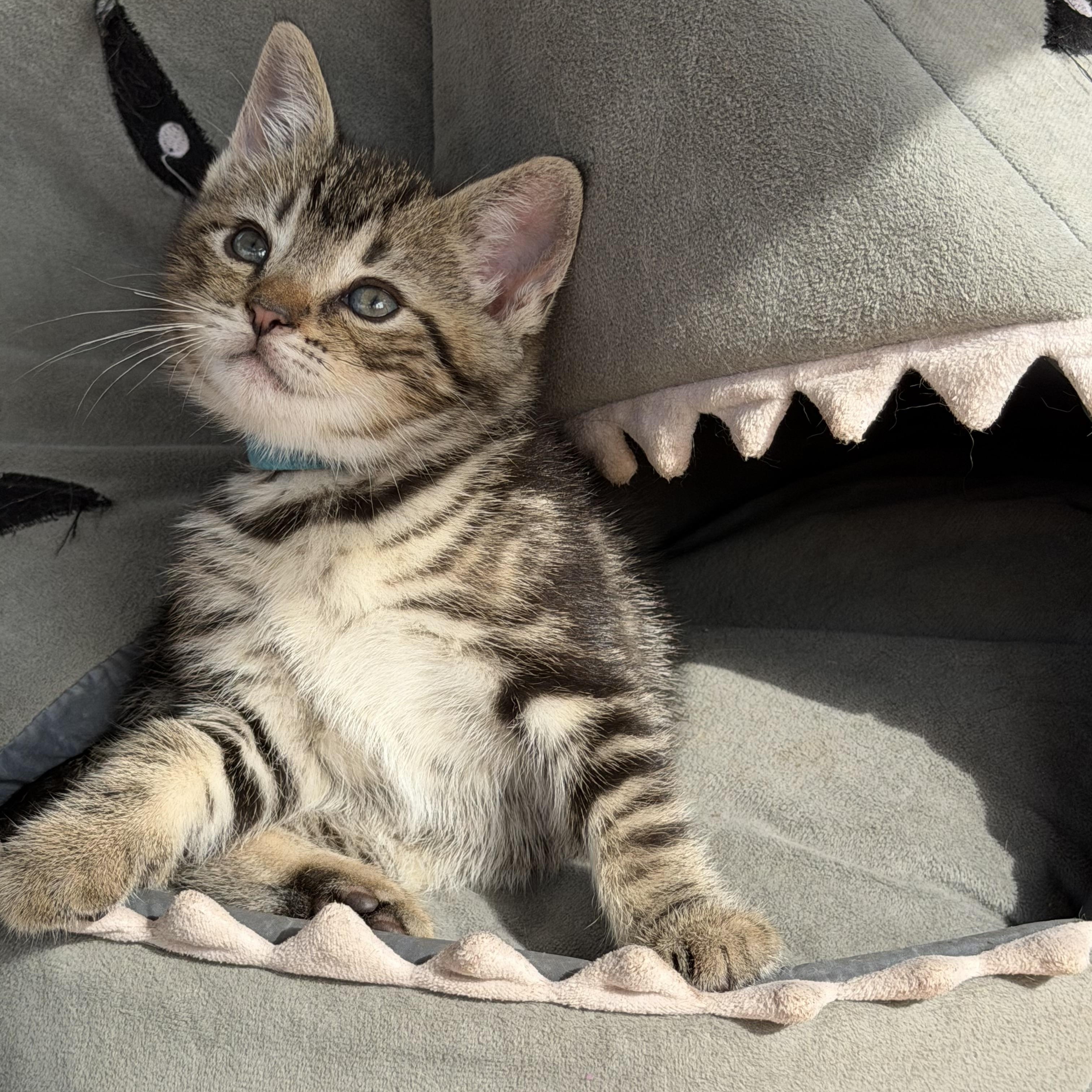 Oakley, Adoptable, Kitten Male Tabby.